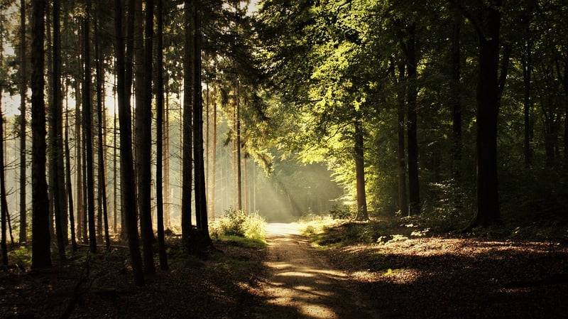 Mindful Walking Benefits